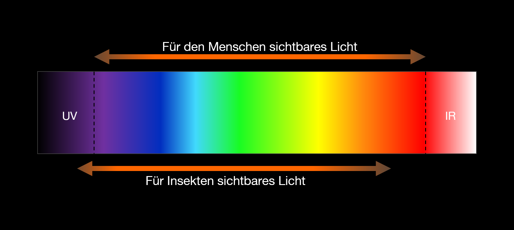 Welches Körperteil Gilt Als Besonders Strahlensensibel LED versus klassische Metalldampflampe. | Radium.de
